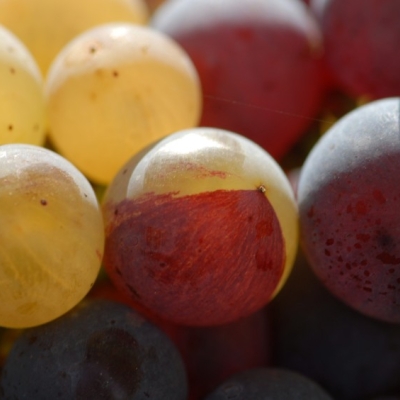 Farbmutation roter zu weissem Riesling ANT 1467